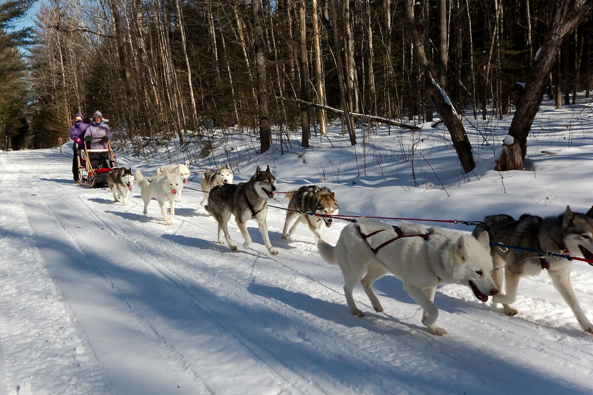 Husky Dog Sled Ride In Moscow