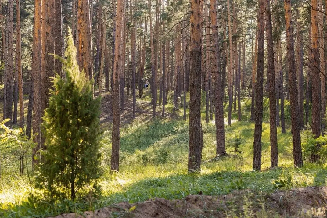 Сосновый лес, голые стволы деревьев