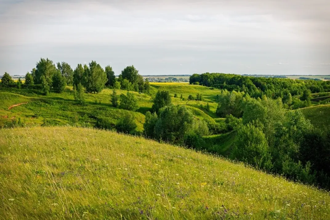 Вид на желто зеленое поле и деревья летом
