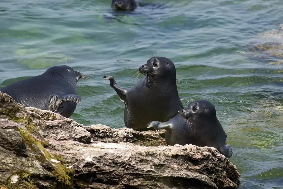 Животные байкала фото Животные байкала фото