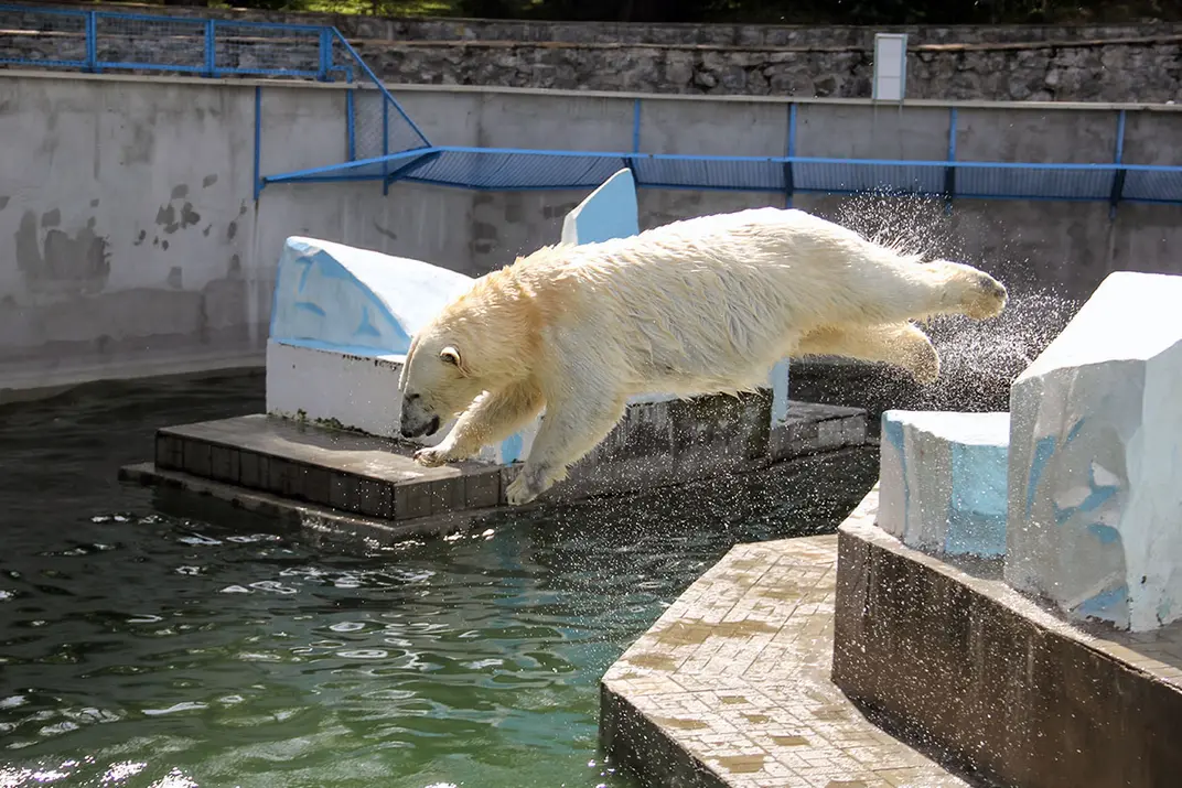 Медведь прыгает в воду, Новосибирский зоопарк