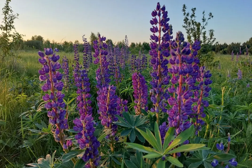 Цветы люпина многолистного