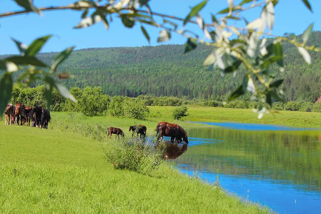 Лошади пьют воду из озера на фоне зеленых гор и луга
