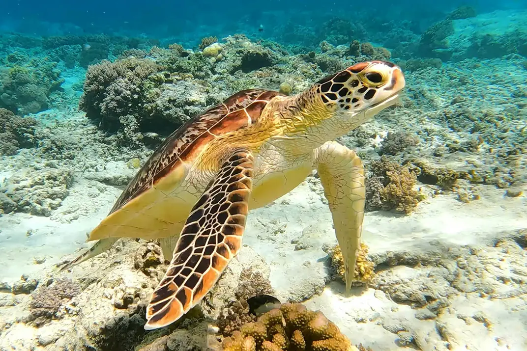 Морская черепаха плывет над кораллами в прозрачной воде