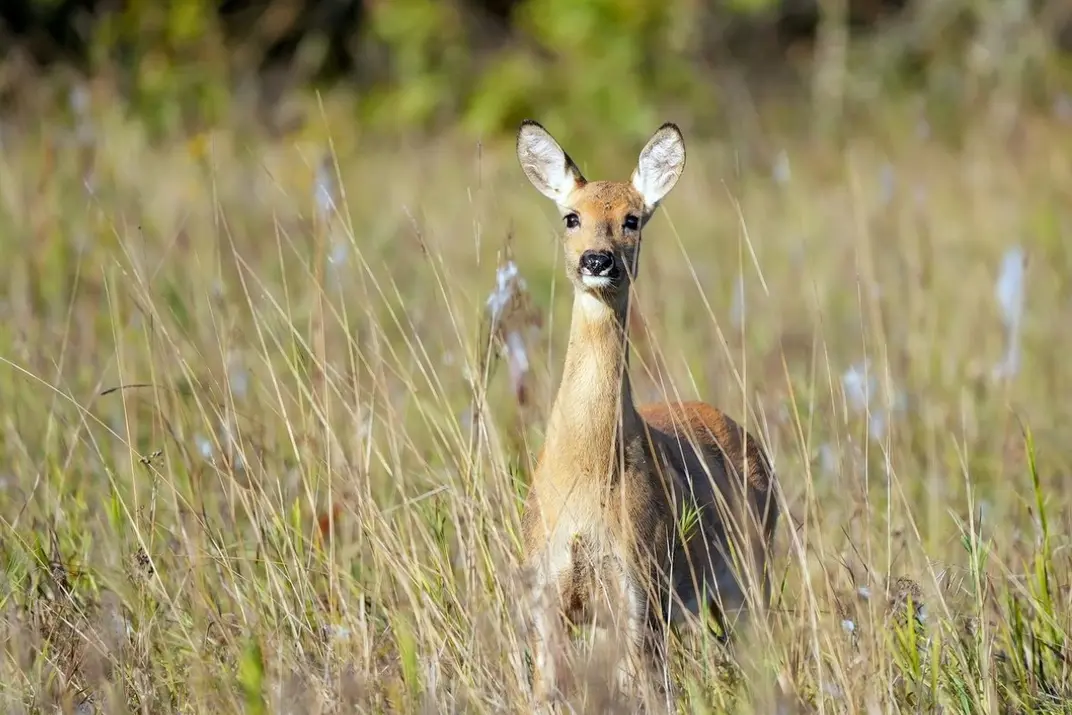 Косуля в высокой траве