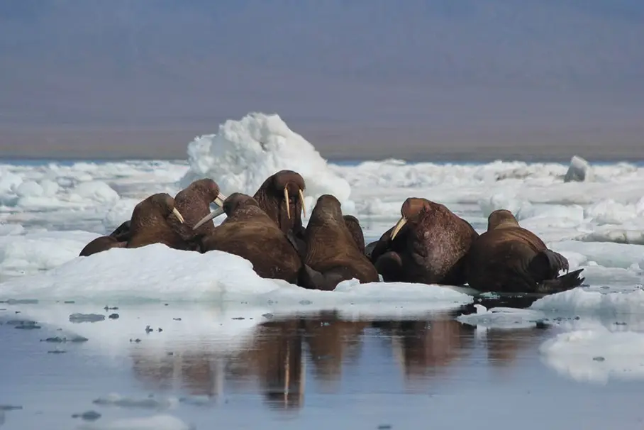 Заповедник врангеля фото Заповедник врангеля фото