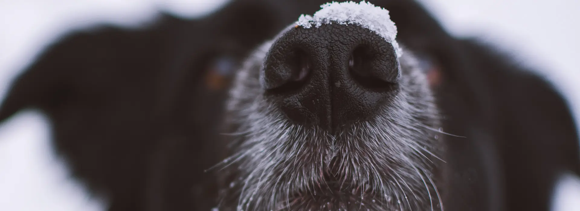 Снежный нос