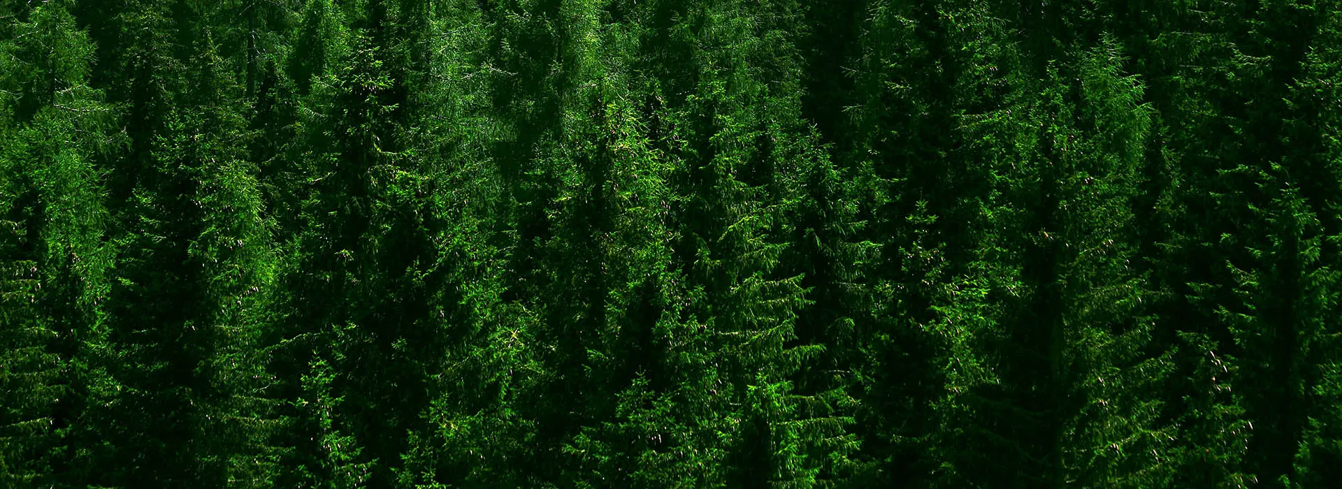 Мы — Сибирь