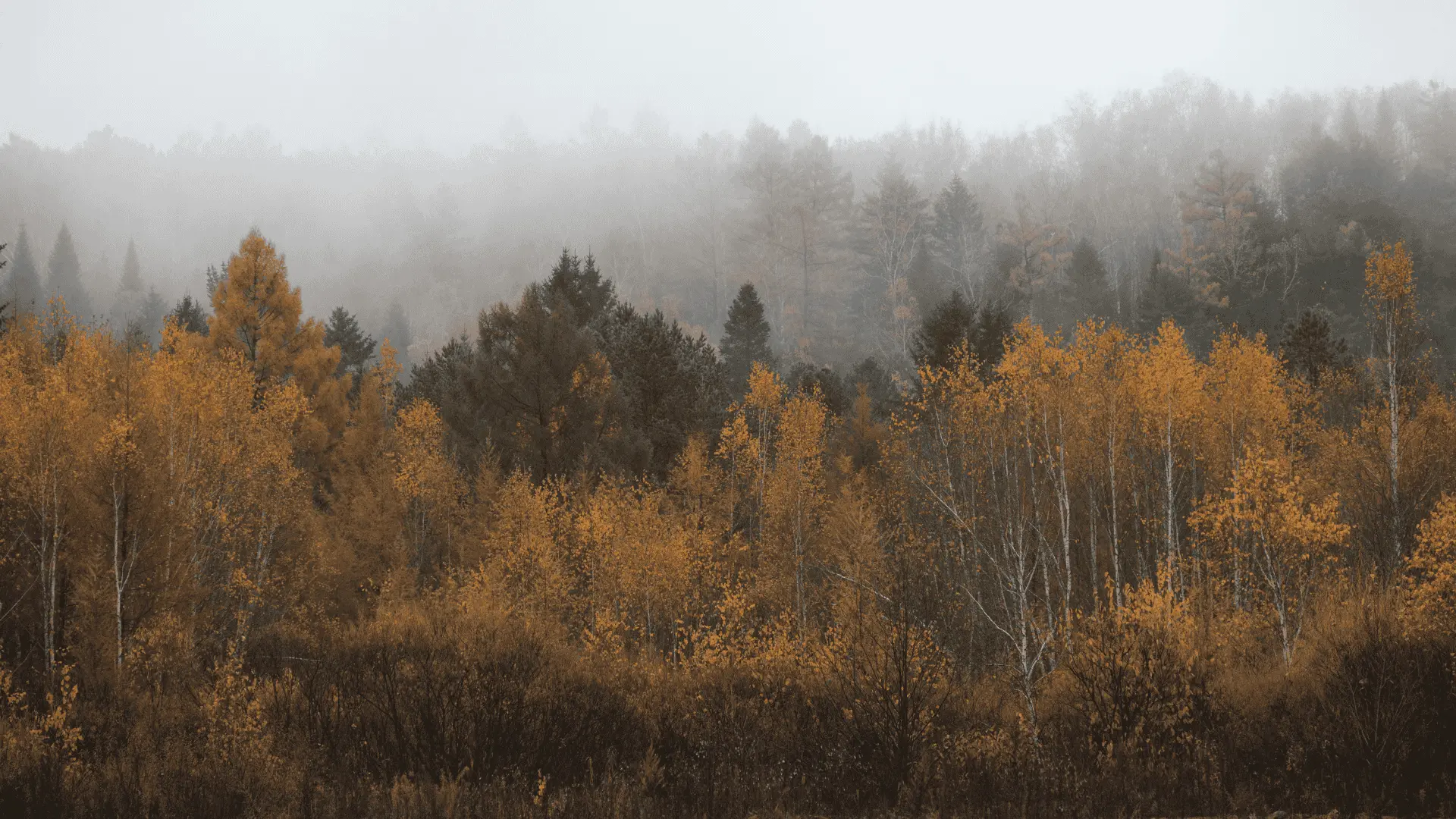 Листопадный маршрут