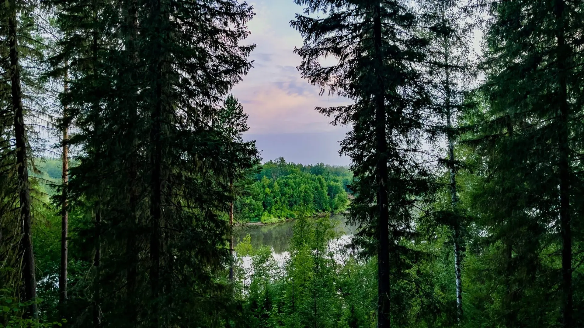 За туманом и за запахом тайги