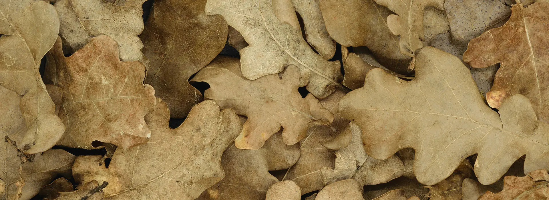 Банный лист