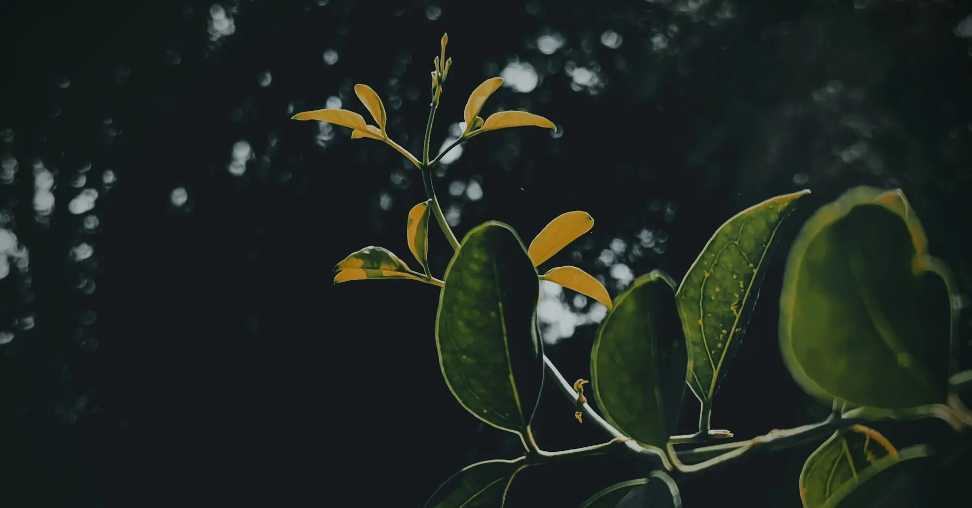 Парк «Сады мечты» в Абакане