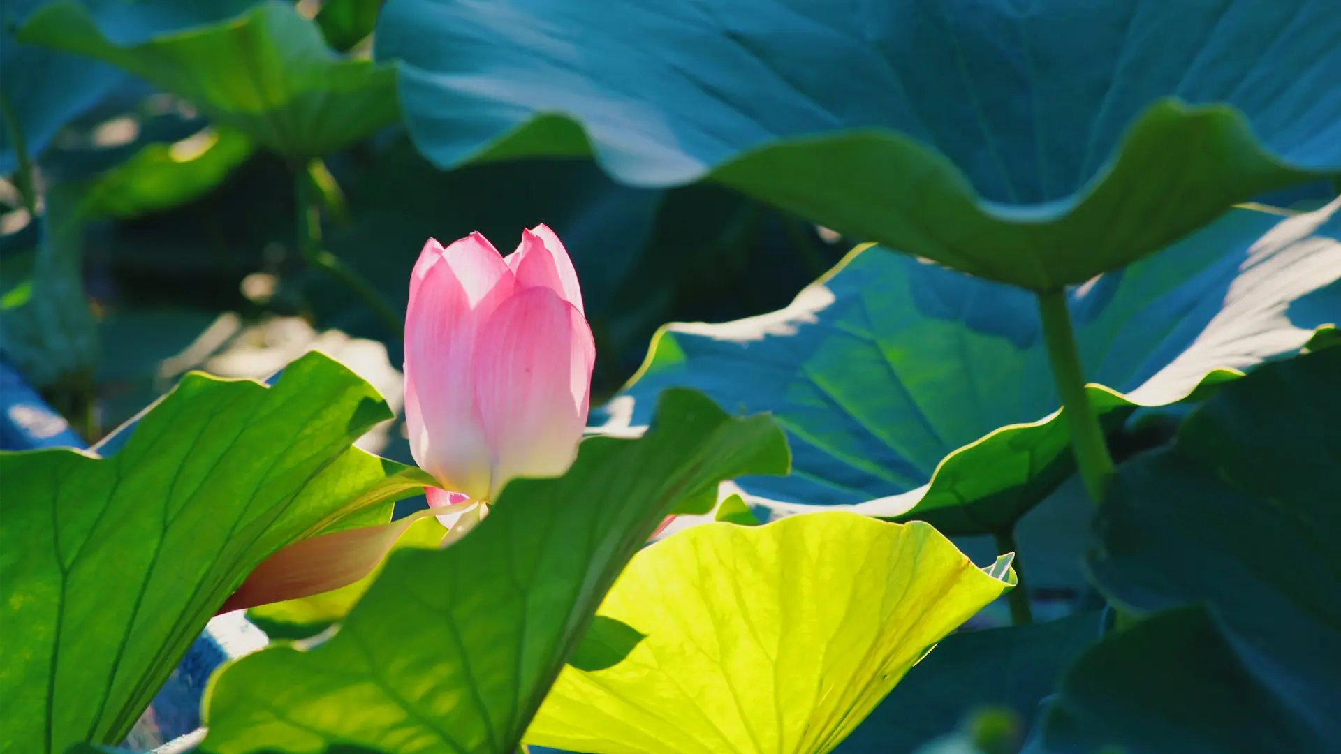 Астрахань брал!