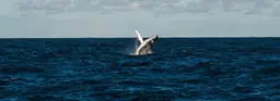 Как я наблюдала за китами на Шантарах