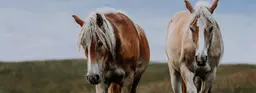 Как подготовиться к конному походу