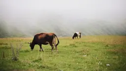 По Северному Кавказу на авто: от плато Бермамыт до села Кубачи