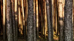 Новосибирск вне музеев: что нашепчут сосновые леса и затопленные села