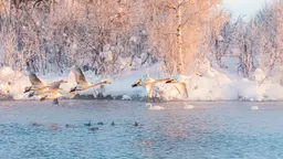 10 маршрутов для зимних прогулок рядом с Санкт-Петербургом 