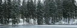 Беловежская пуща в Беларуси: почему стоит поехать в Новый год