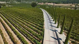 «Cжимает горло»: турецкое вино интереснее, чем вам кажется. Где с ним знакомиться в Турции