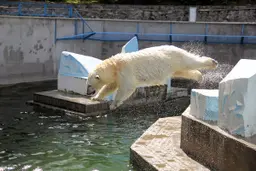 Медведь прыгает в воду, Новосибирский зоопарк