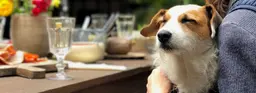 Dog-friendly места Геленджика